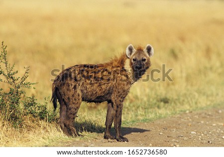 Spotted Hyena, crocuta crocuta, Adult at Masai Mara Park in Kenya  
