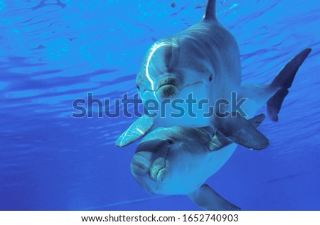 Bottlenose Dolphin, tursiops truncatus underwater view Royalty-Free Stock Photo #1652740903