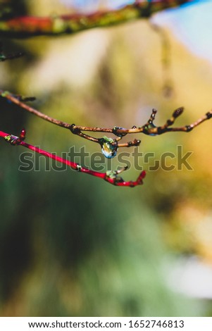Macro picture of raindrop hanging off of a branch