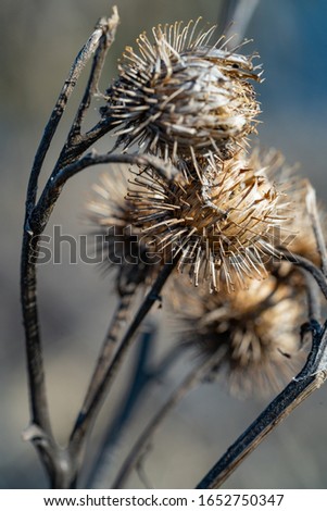 Burdock. Dry flower of agrimony closeup. Macro photography