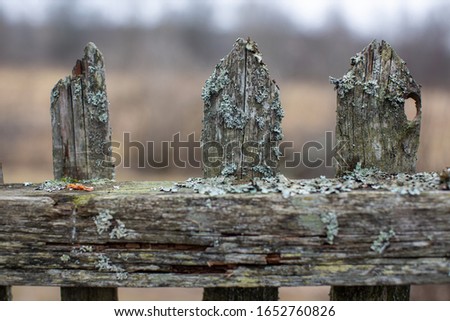 old fence covered with lichen