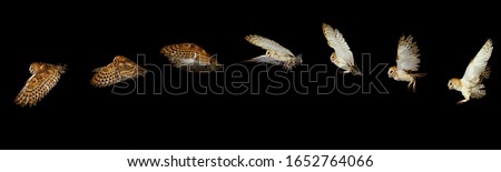 Barn Owl, tyto alba, Adult in Flight, Movement Sequence   Royalty-Free Stock Photo #1652764066