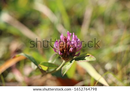 red clover plant on a background of green young grass