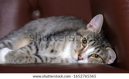 striped european shorthair cat on a brown armchair