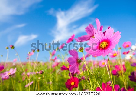 A cosmos flower face to sunrise in field Royalty-Free Stock Photo #165277220