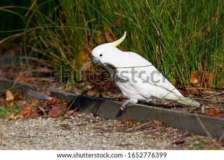 The white cockatoo (Cacatua alba), also known as the umbrella cockatoo, Lorne, Victoria, Australia.
