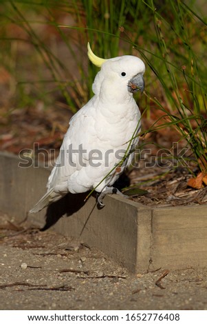 The white cockatoo (Cacatua alba), also known as the umbrella cockatoo, Lorne, Victoria, Australia.

