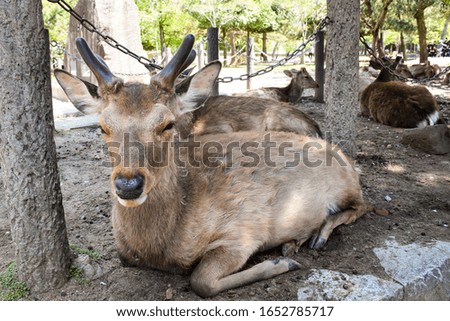 Picture of deer in Nara, there are so many of them in city and temple.