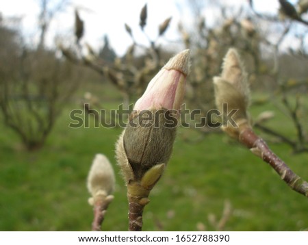 Flowering Saucer Magnolia (Magnolia x soulangeana)