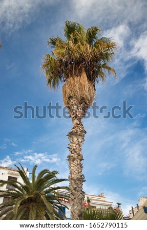 Palm tree with a blue sky Royalty-Free Stock Photo #1652790115