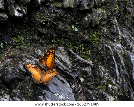 Orange butterflies on the stone after rain