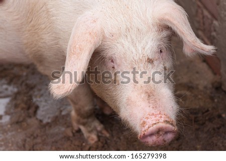 picture of a pig in a pigsty