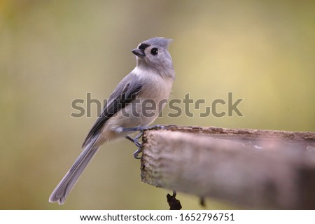 This is a Tufted Titmouse backyard bird.  This is an excellent picture to depict Spring or Fall weather.  It also highlights the beautiful simplicity and peacefulness of nature.