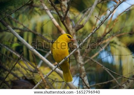 An Indian Golden Oriole with bright yellow color shot from the forests of Kerala.