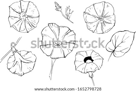 Vector hand drawn set of flowers isolated on white background. Elements for design, packaging, fabric.
