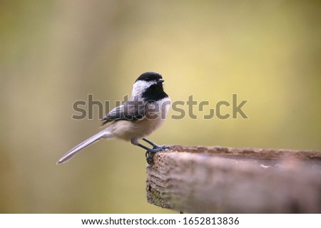 A Carolina Chickadee backyard bird.  This is an excellent picture to depict Spring or Fall weather.  It also highlights the beautiful simplicity and peacefulness of nature.