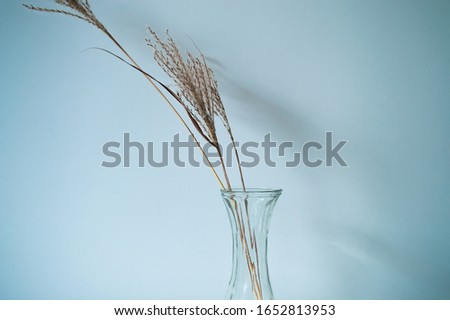 Minimal still life of dry Miscanthus, or silvergrass in a glass vase. Selective focus