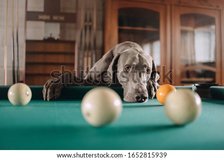 sad weimaraner dog posing by the pool table indoors