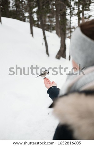 A cute little bird sitting on girl's hand in the winter