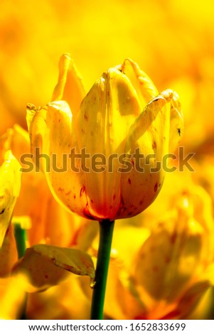 Yellow Tulip in a field of yellow tulips