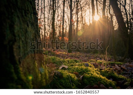 Morning sunburst through deciduous trees at Haw Park Wood near Wakefield 