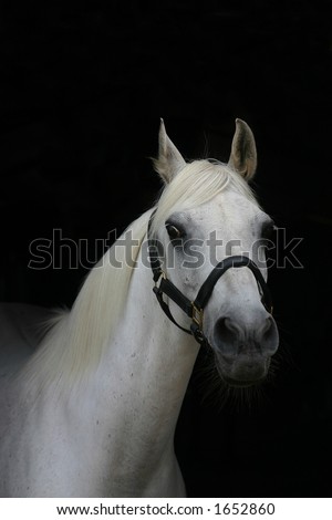 A portrait of an arabian grey horse against a black background