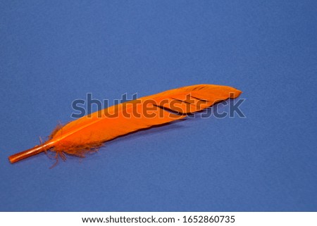 
Set of bird feathers on a blue background. Bird. Multi-colored.