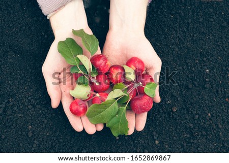 Little red apples. Garden apples. A handful of apples in the hands.