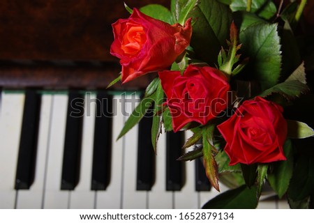 Piano Key and red rose close up shot - Horizontal