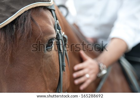 closeup of a horse head with detail on the eye and on rider hand. harnessed horse being lead - close up details.  a stallion horse being riding. A picture of an equestrian on a brown  horse in motion 