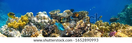 Underwater world. Coral fishes of Red sea. Egypt