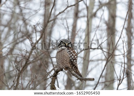An owl sitting on a branch in winter during daytime