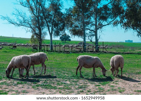 photograph of a green meadow with sheep eating