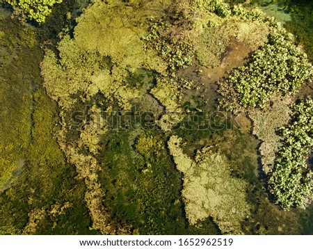 vegetation on a pond, photographed with a drone