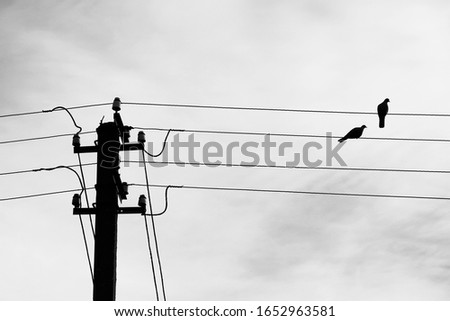 Creative photo of birds couple silhouette on electric wires with gray cloudy sky in the background