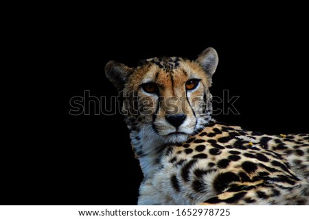 Portrait of a young Cheetah isolated in black background taken in Kruger park South Africa during safari