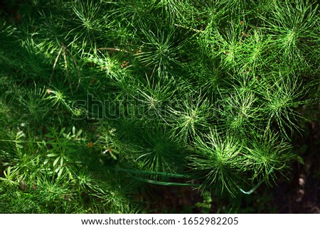 Young spruce tree branch close-up, bright sunlight. Estonia