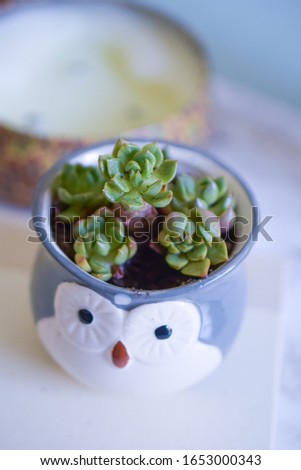 Beautiful succulent in decorative pot 