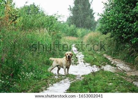 Adorable dog walking along narrow path near tall green grass on summer day in countryside