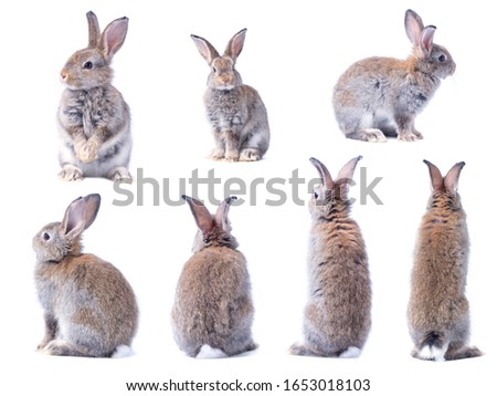 Many variety action of brown cute young rabbits isolated on white background. Lovely seven action of young rabbits. Royalty-Free Stock Photo #1653018103