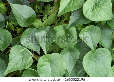 A top-view background image of the lush green leaves, of subtropical vines and ground-cover plants; thriving after recent high rainfall and warm temperature.        
