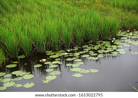 Flowers lotus in the water is very beautiful