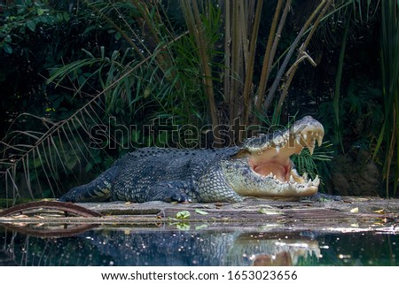 The saltwater crocodile (Crocodylus porosus) is a crocodilian native to saltwater habitats and brackish wetlands from India's east coast across Southeast Asia and the Sundaic region to Australia. Royalty-Free Stock Photo #1653023656