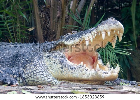 The saltwater crocodile (Crocodylus porosus) is a crocodilian native to saltwater habitats and brackish wetlands from India's east coast across Southeast Asia and the Sundaic region to Australia. Royalty-Free Stock Photo #1653023659