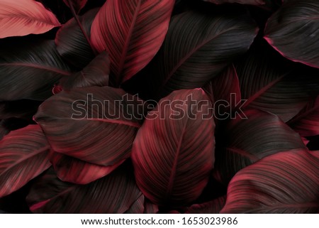 leaves of Spathiphyllum cannifolium, abstract red texture, nature background, tropical leaf Royalty-Free Stock Photo #1653023986