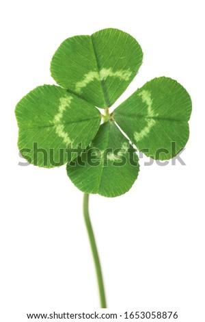 Perfect lucky four leaf clover isolated on white