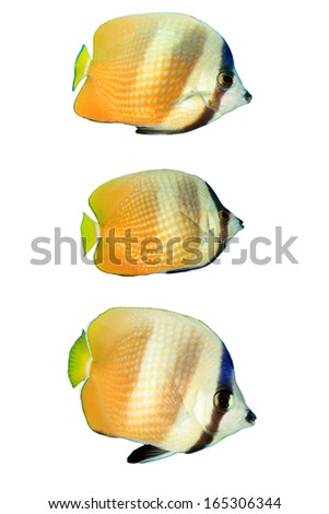 Butterflyfish isolated on white background