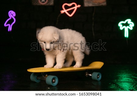 Little puppy skates in a dark room
