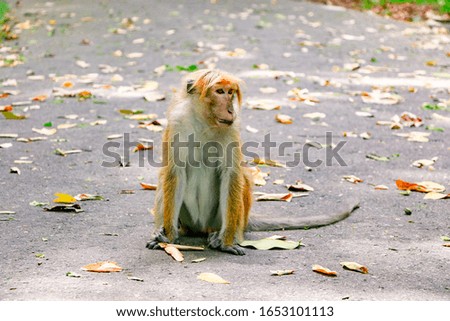 A monkey waiting for his crew