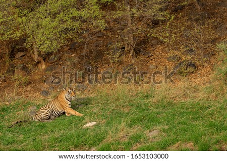 aggressive wild male tiger angry expressions on his face resting on green grass during tiger safari at Ranthambore National Park or tiger reserve, rajasthan, India - panthera tigris